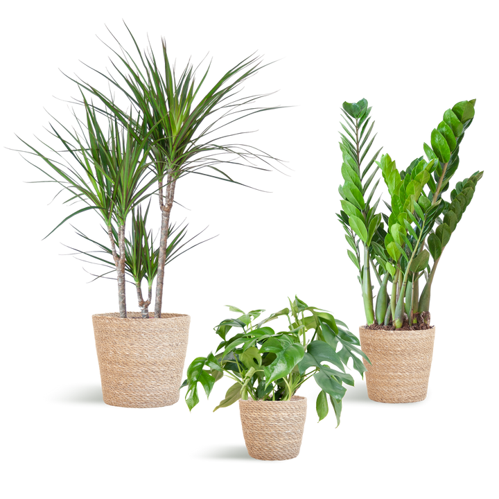 Schaduw Plantenbox - medium - met mand Sofia