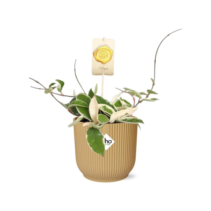 Hoya Carn.’Krimson Queen’ in ELHO Vibes Fold 14cm geel
