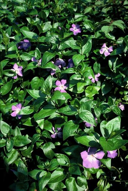 24x Vinca major - ↕10-25cm - Ø9cm