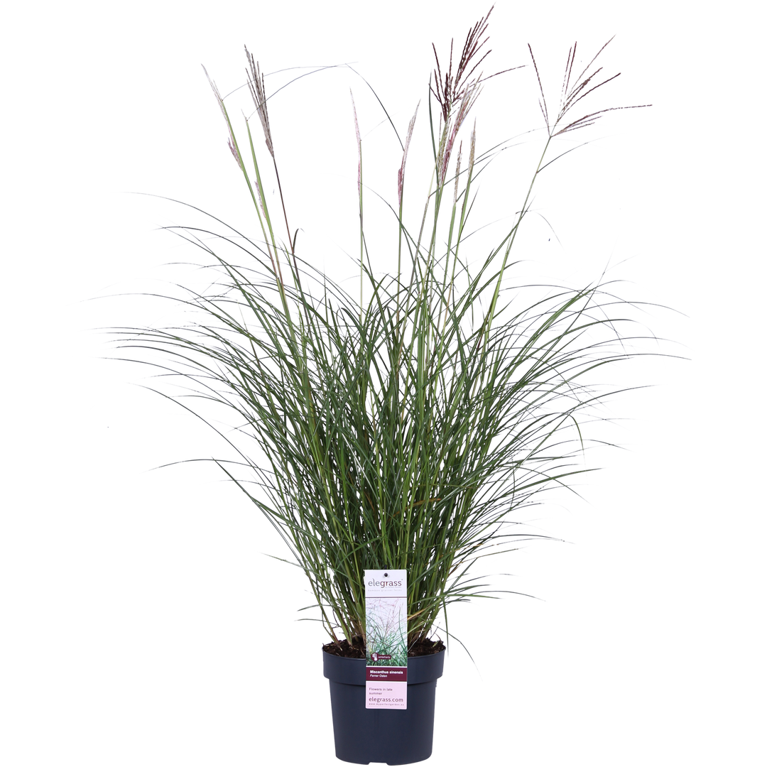 Miscanthus sinensis Ferner Osten - Ø19cm - ↕50cm - Ø19 - ↨50cm