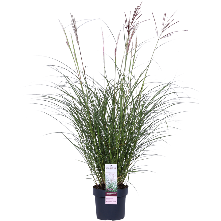 Miscanthus sinensis Ferner Osten - Ø19cm - ↕50cm - Ø19 - ↨50cm