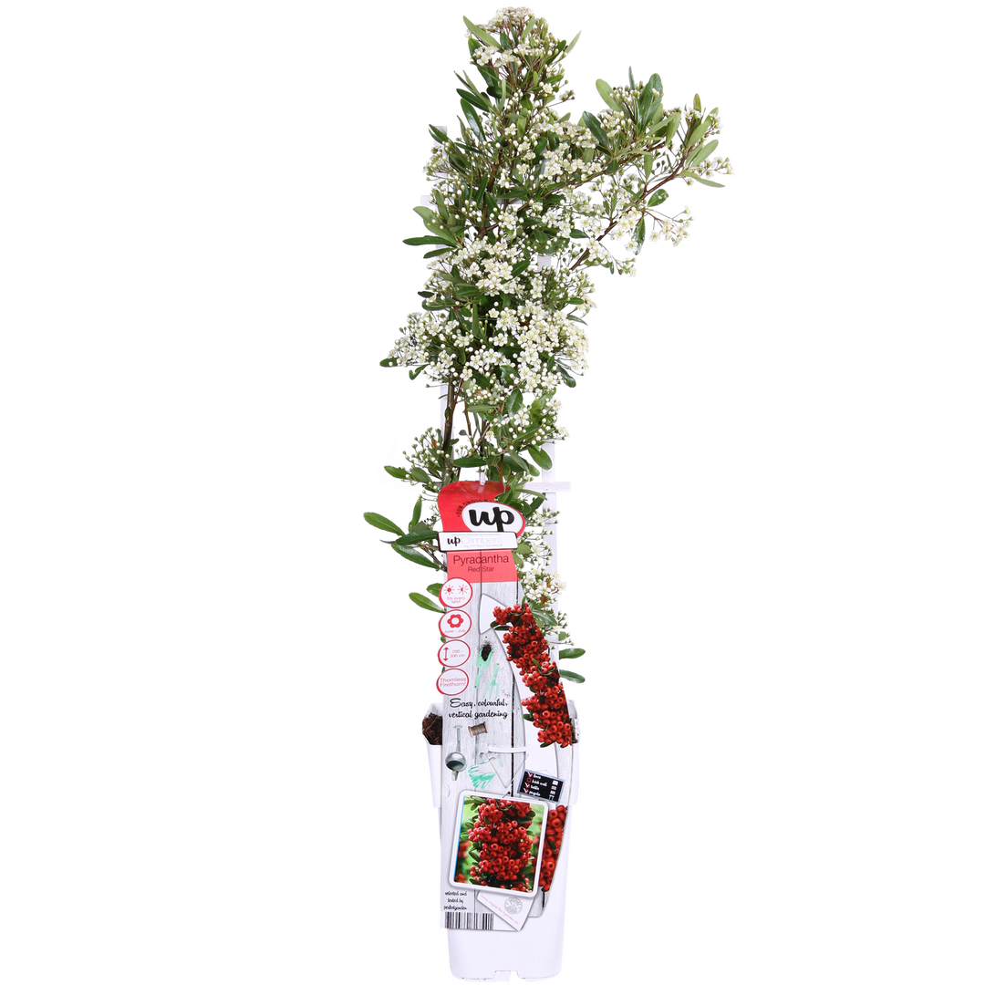 Pyracantha coccinea Red Star - Ø23cm - ↕75cm - Ø15 - ↨65cm