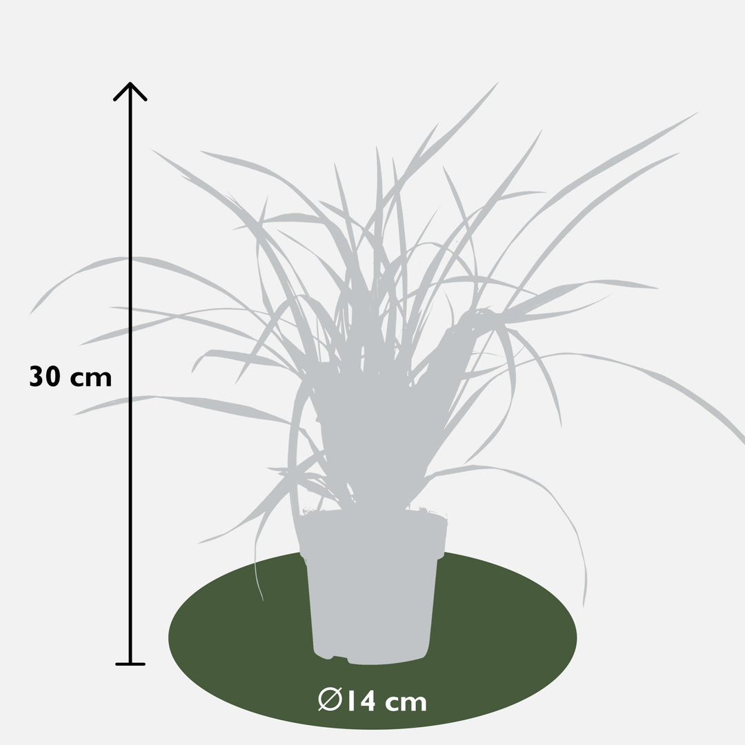 5x - Carex mix - ↨30cm - Ø14