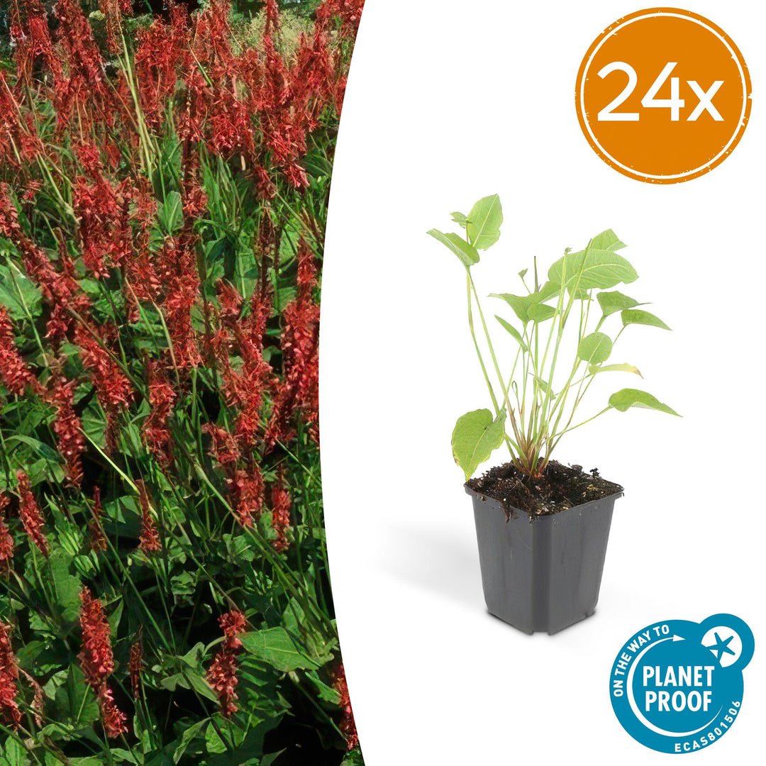 24x Persicaria amplexicaulis - ↕10-25cm - Ø9cm