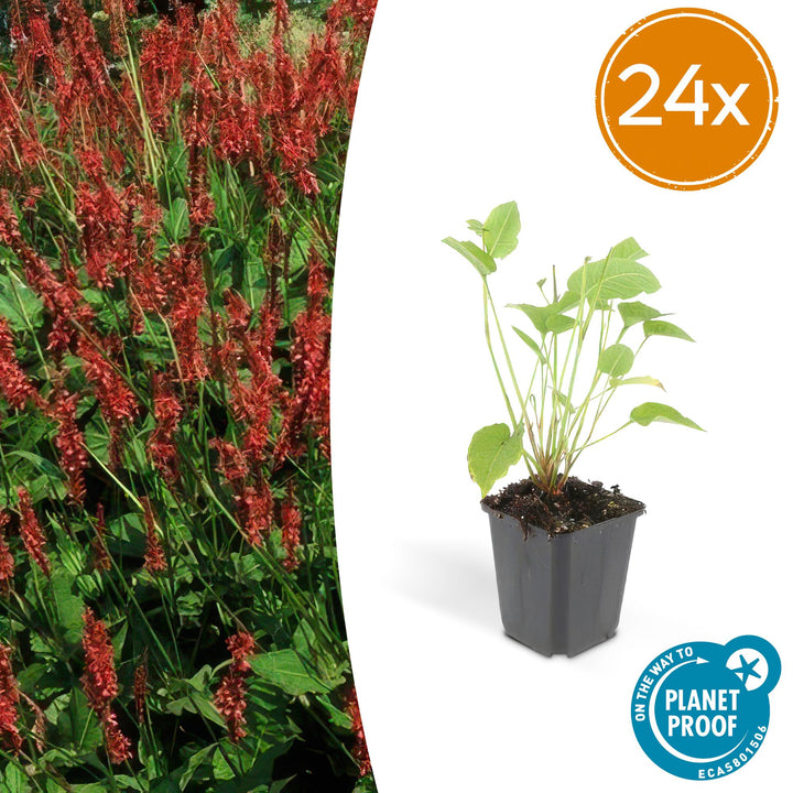 24x Persicaria amplexicaulis - ↕10-25cm - Ø9cm
