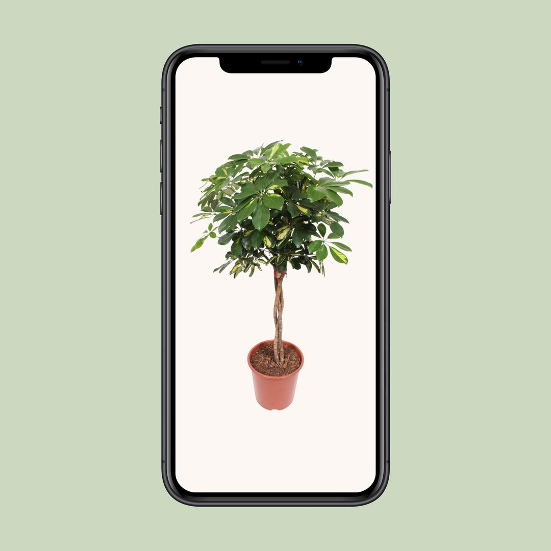 Schefflera Gold Capella - Ø27cm - ↕120cm