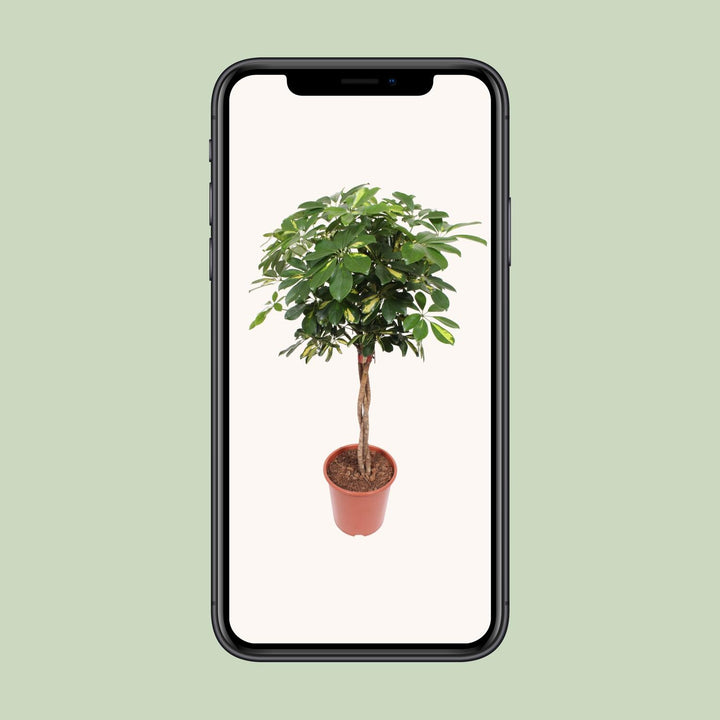 Schefflera Gold Capella - Ø27cm - ↕120cm