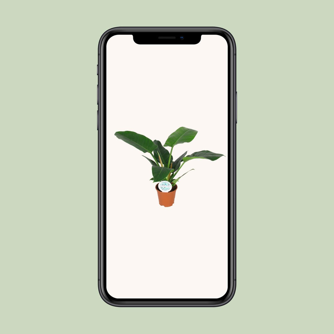 Philodendron Imperial Green - Ø14cm - ↕40cm