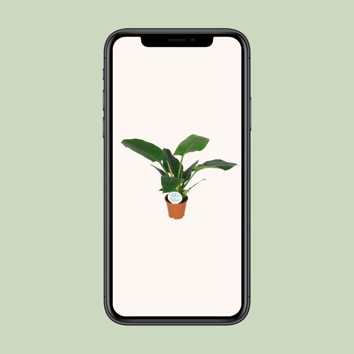 Philodendron Imperial Green - Ø14cm - ↕40cm