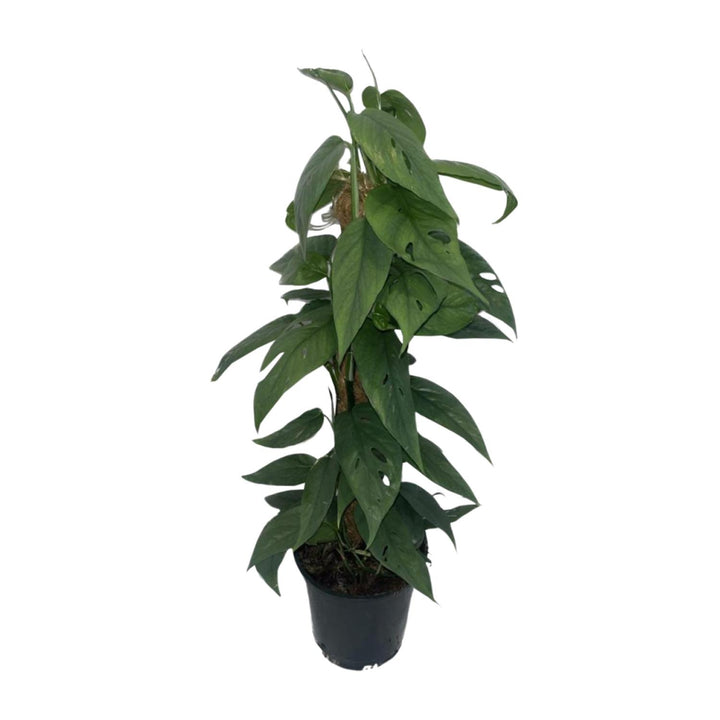 Epipremnum Cebu Blue mosstok - Ø15cm - ↕60cm