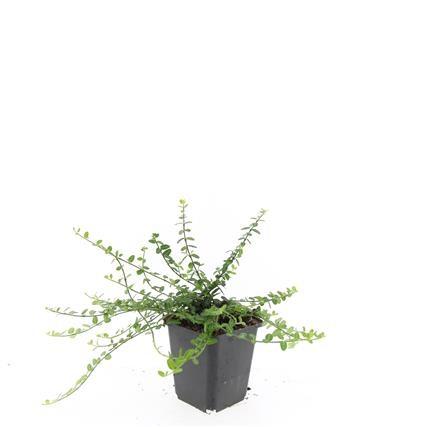 24x Euonymus fort. 'Minimus' - ↕10-25cm - Ø9cm
