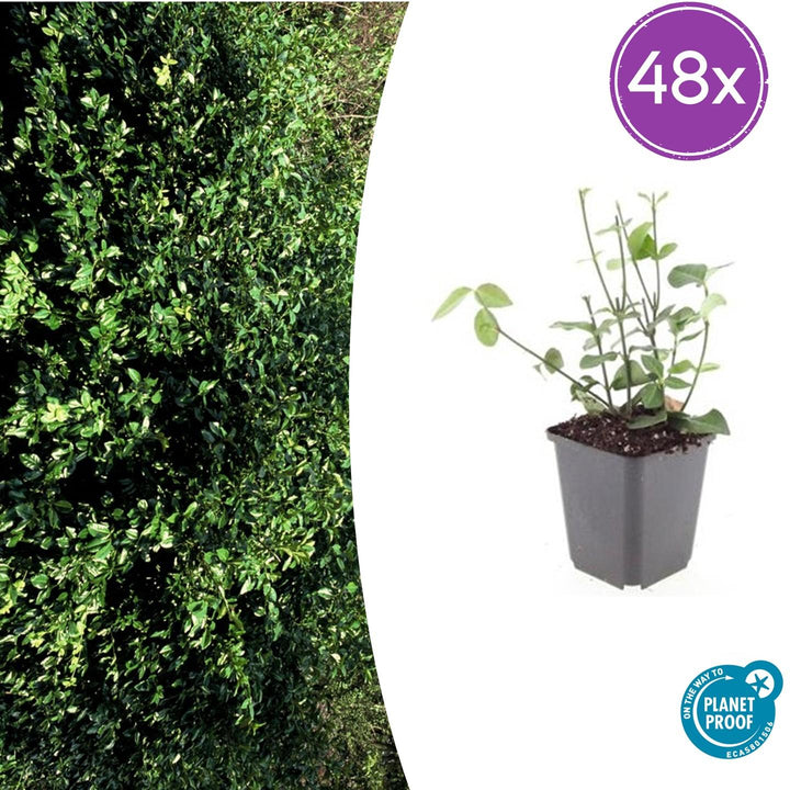 48x Euonymus fort. 'Coloratus' - ↕10-25cm - Ø9cm