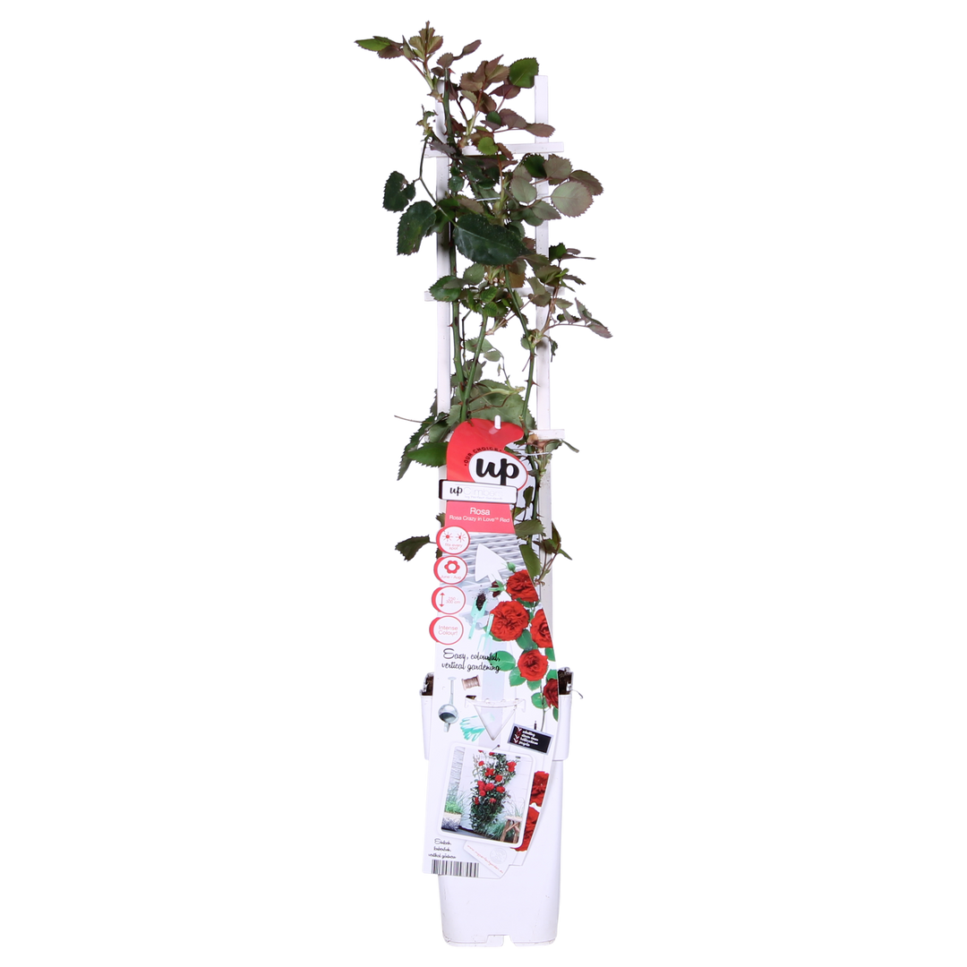 Rosa Crazy in love 'Red' - Rode Roos - Ø15cm - ↕65cm