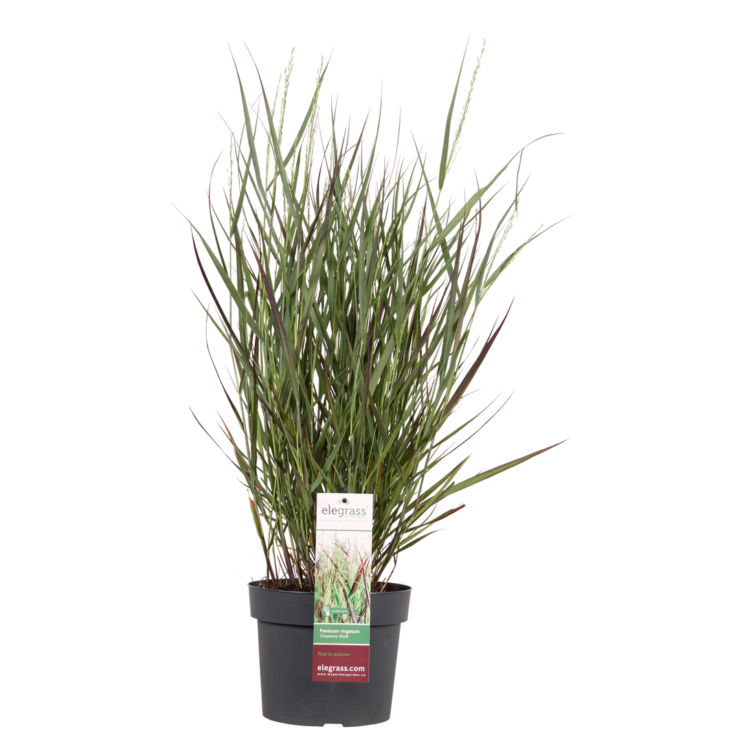 Panicum virgatum Cheyenne Sky - Ø23cm - ↕60cm - Ø19 - ↨50cm