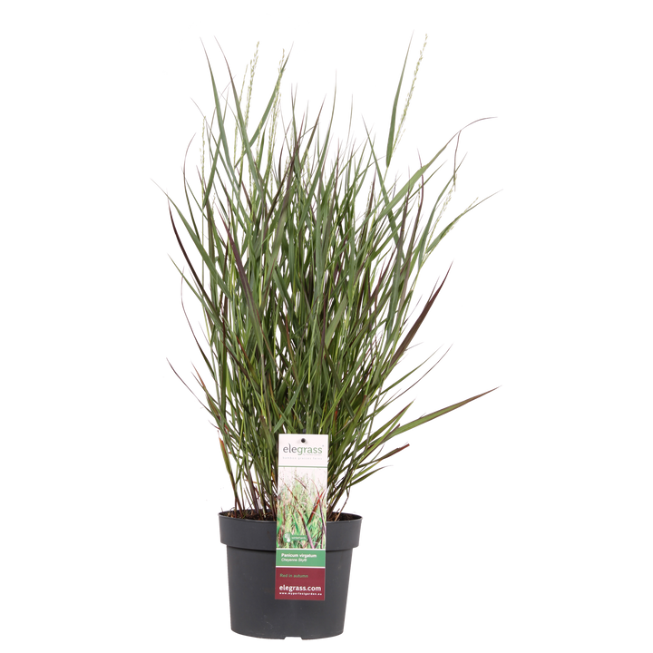 Panicum virgatum Cheyenne Sky - Ø23cm - ↕60cm - Ø19 - ↨50cm