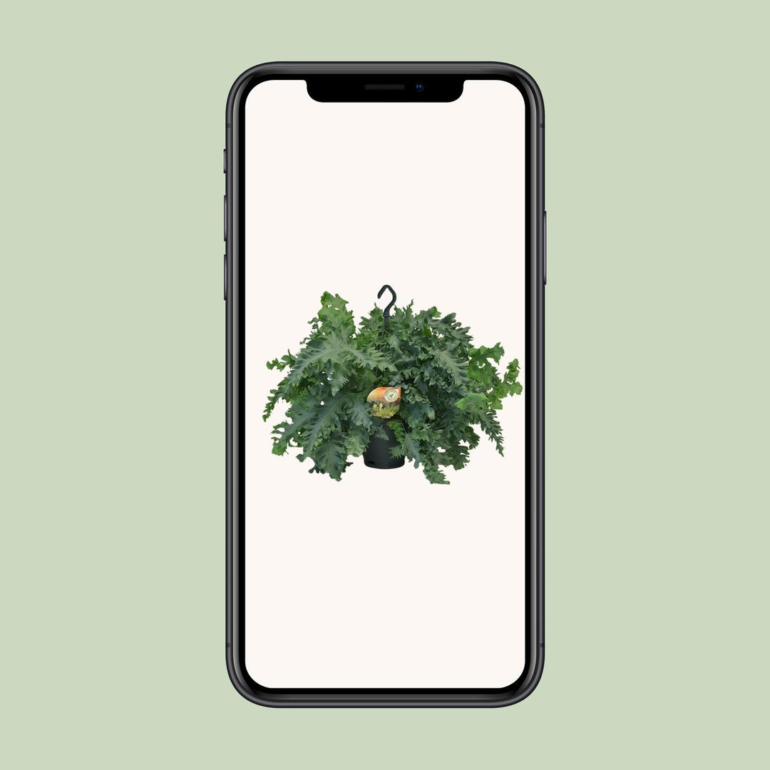 Phlebodium Davana - Ø20cm - ↕40cm