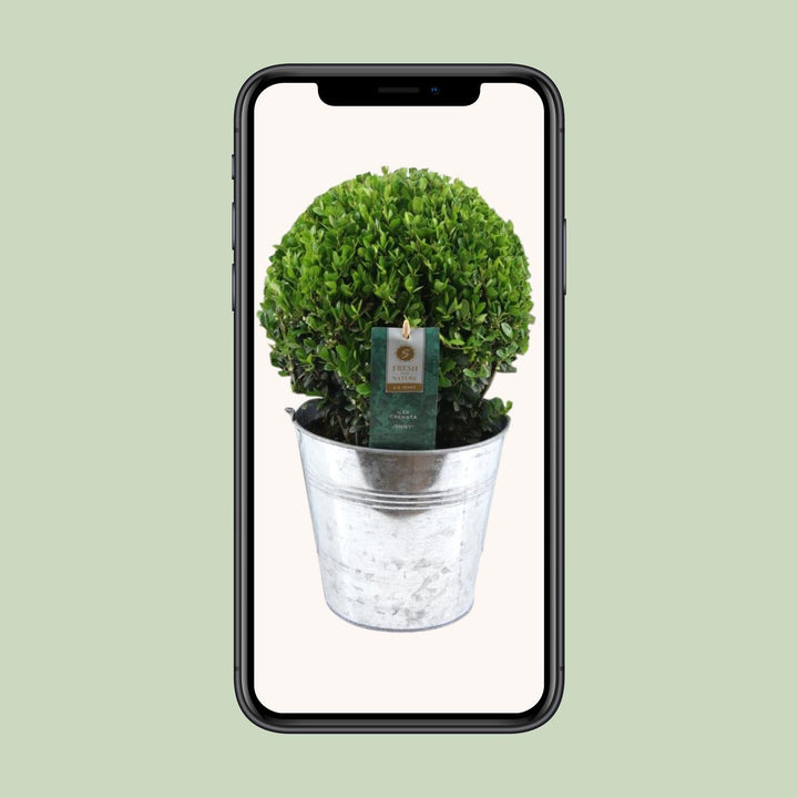 Ilex Crenata 'Jenny'® Ball Ø20cm P17 In Zinc Old-Look - Ø19cm - ↕40cm