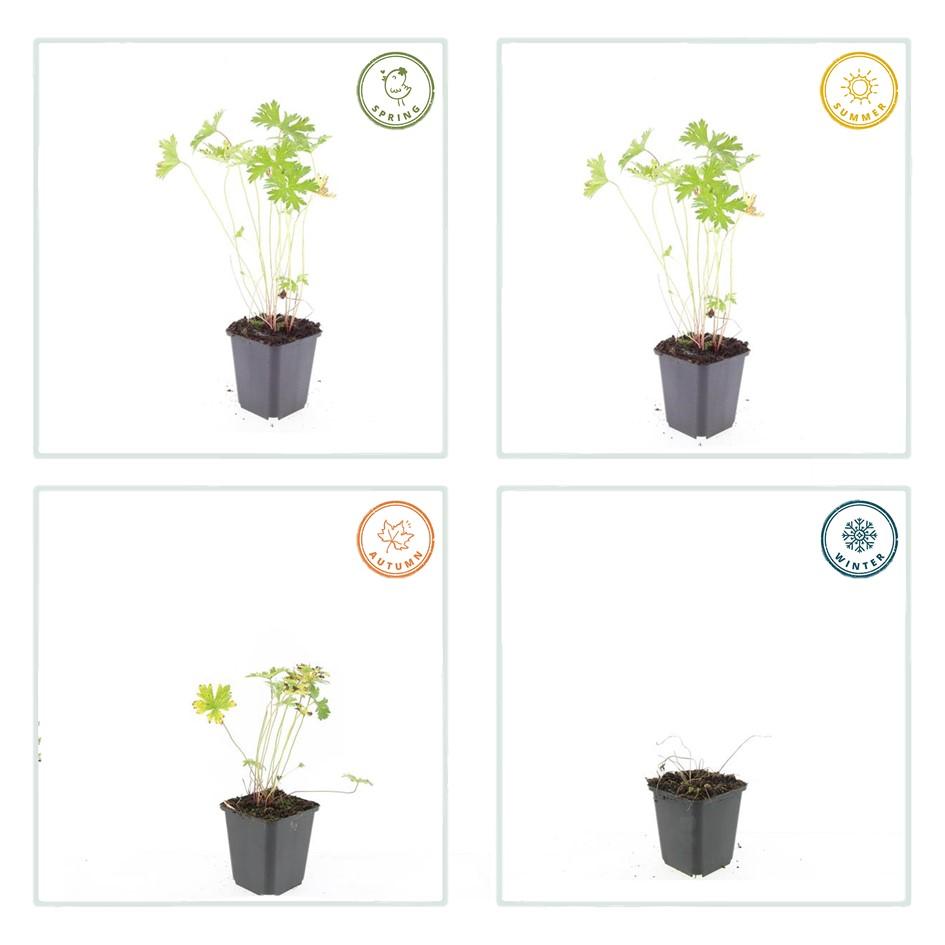 20x Geranium 'Johnson's Blue' - ↕10-25cm - Ø9cm