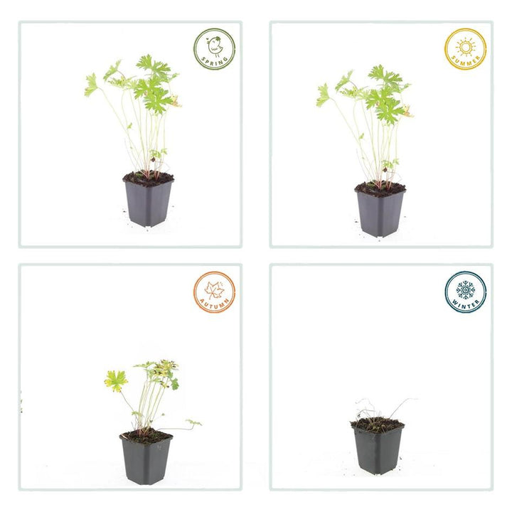 20x Geranium 'Johnson's Blue' - ↕10-25cm - Ø9cm