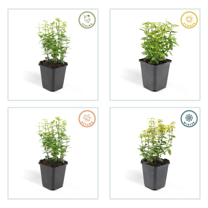 12x Euonymus fort. 'Emerald 'n Gold’ - ↕10-25cm - Ø9cm