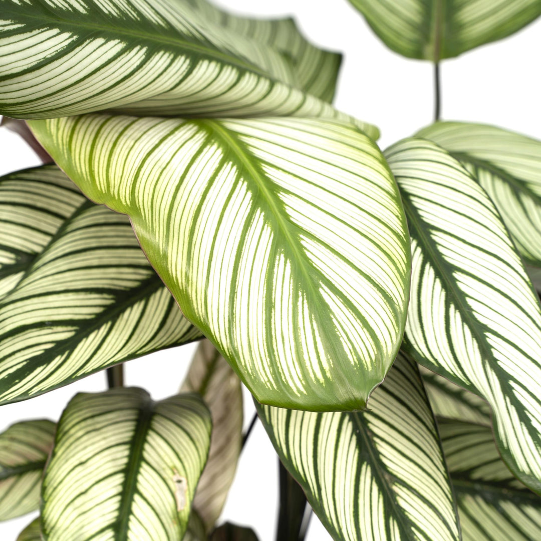 Calathea Whitestar - Pauwenplant - Ø19cm - ↕50cm