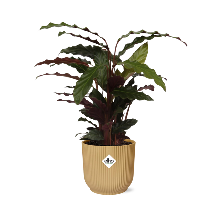 Calathea Rufibarba ‘Tropistar’ in ELHO Vibes Fold 14cm geel