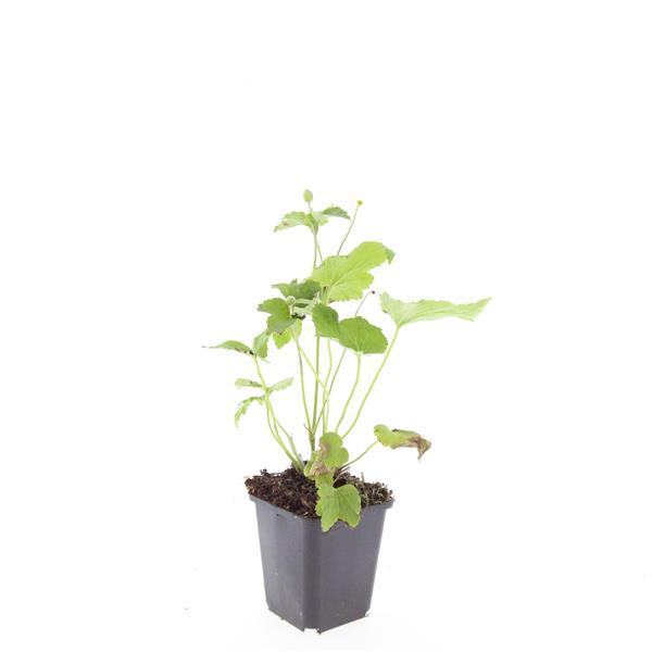 24x Anemone hyb. 'Honorine Jobert' - ↕10-25cm - Ø9cm