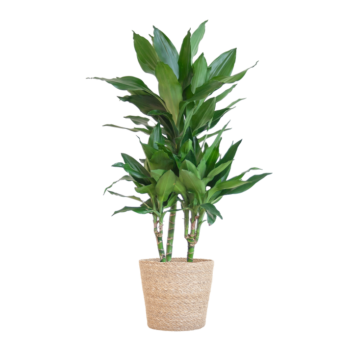 Dracaena  Janet Lindt met Sofia mand naturel - 95cm - Ø21