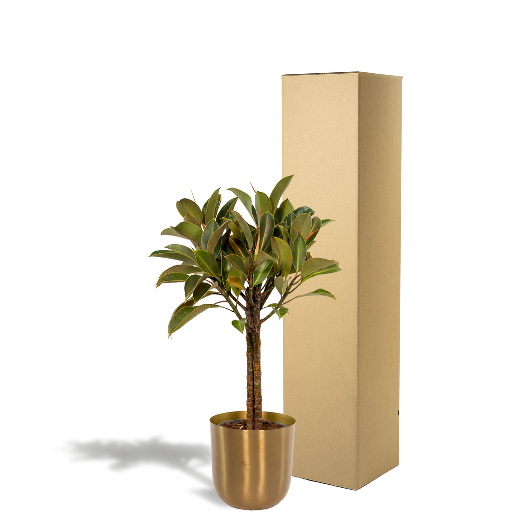 Ficus elastica Melany stam - ↨90cm - Ø21cm + Pot Mayk Gold