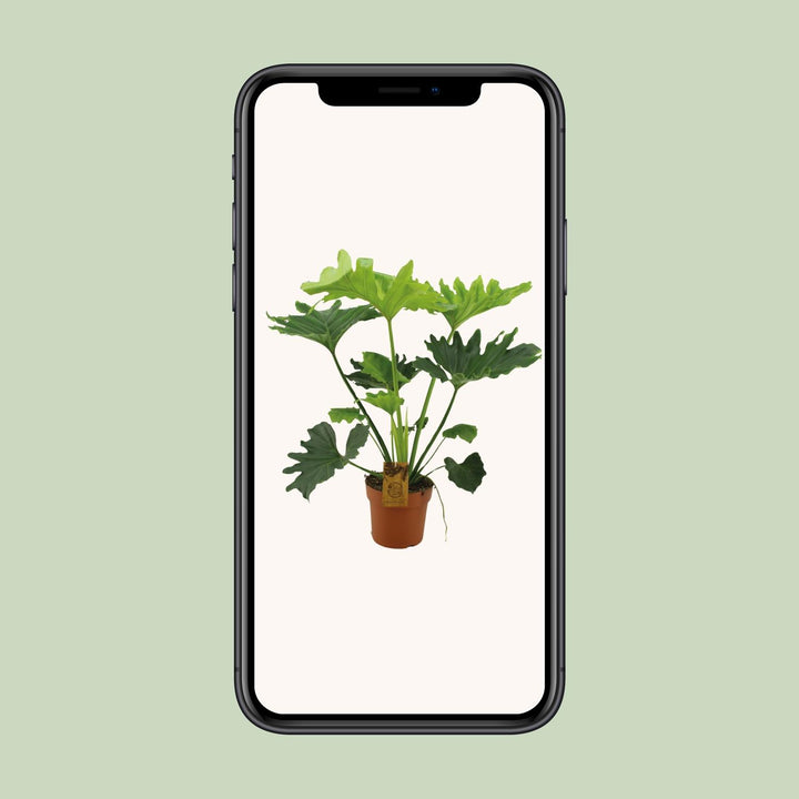 Philodendron Selloum Elefantiana - Ø21cm - ↕100cm
