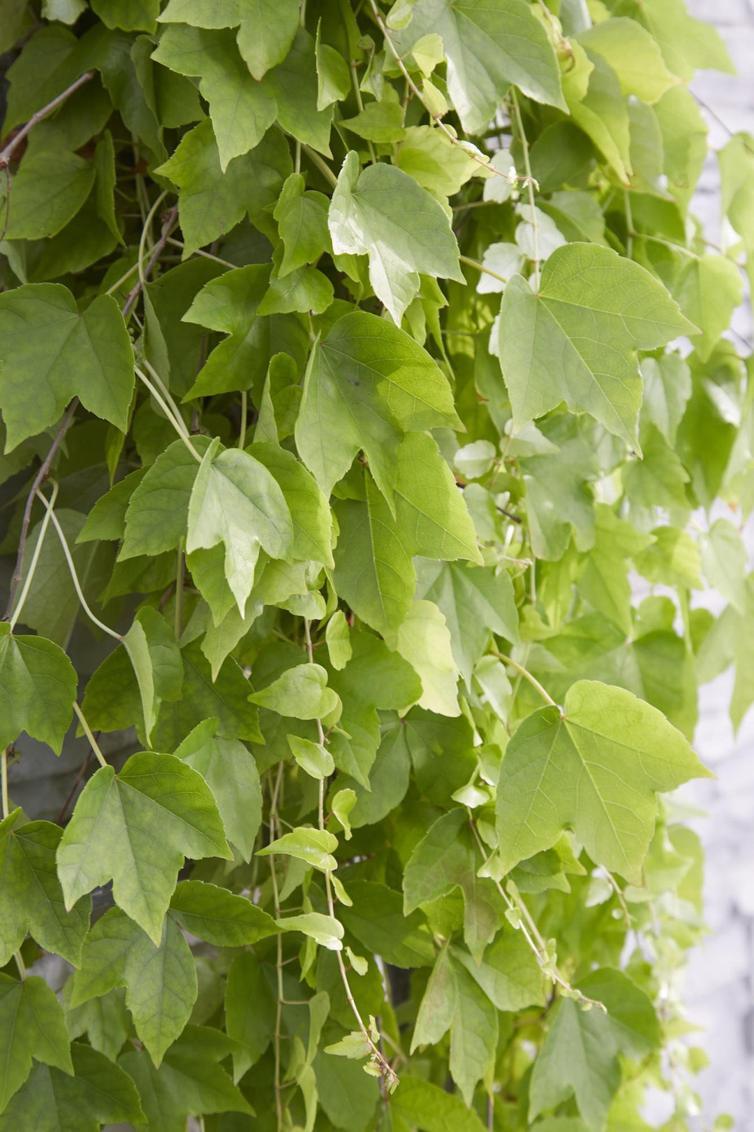 Parthenocissus tricuspidata 'Fenway Park' - Geel-groene Wilde Wingerd - Ø15cm - ↕65cm