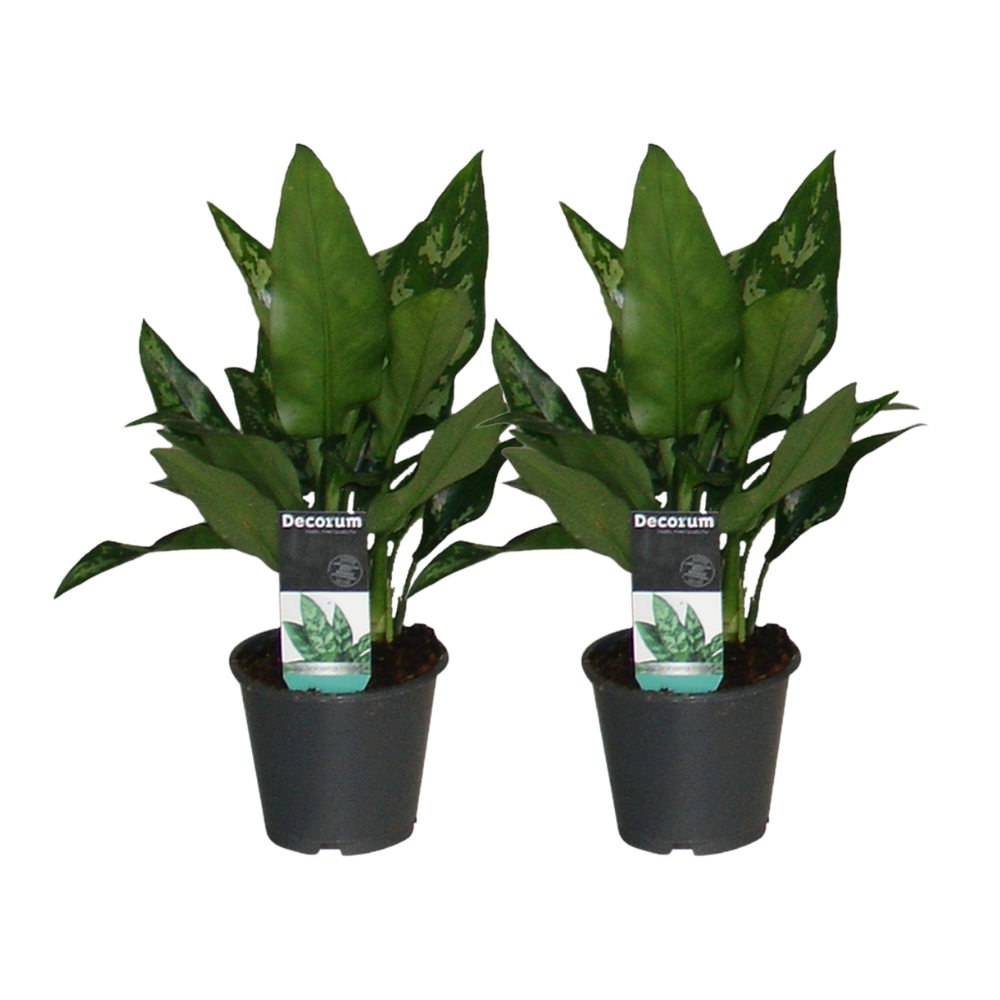 Aglaonema Maria - 2 stuks - ø12cm - ↕30cm