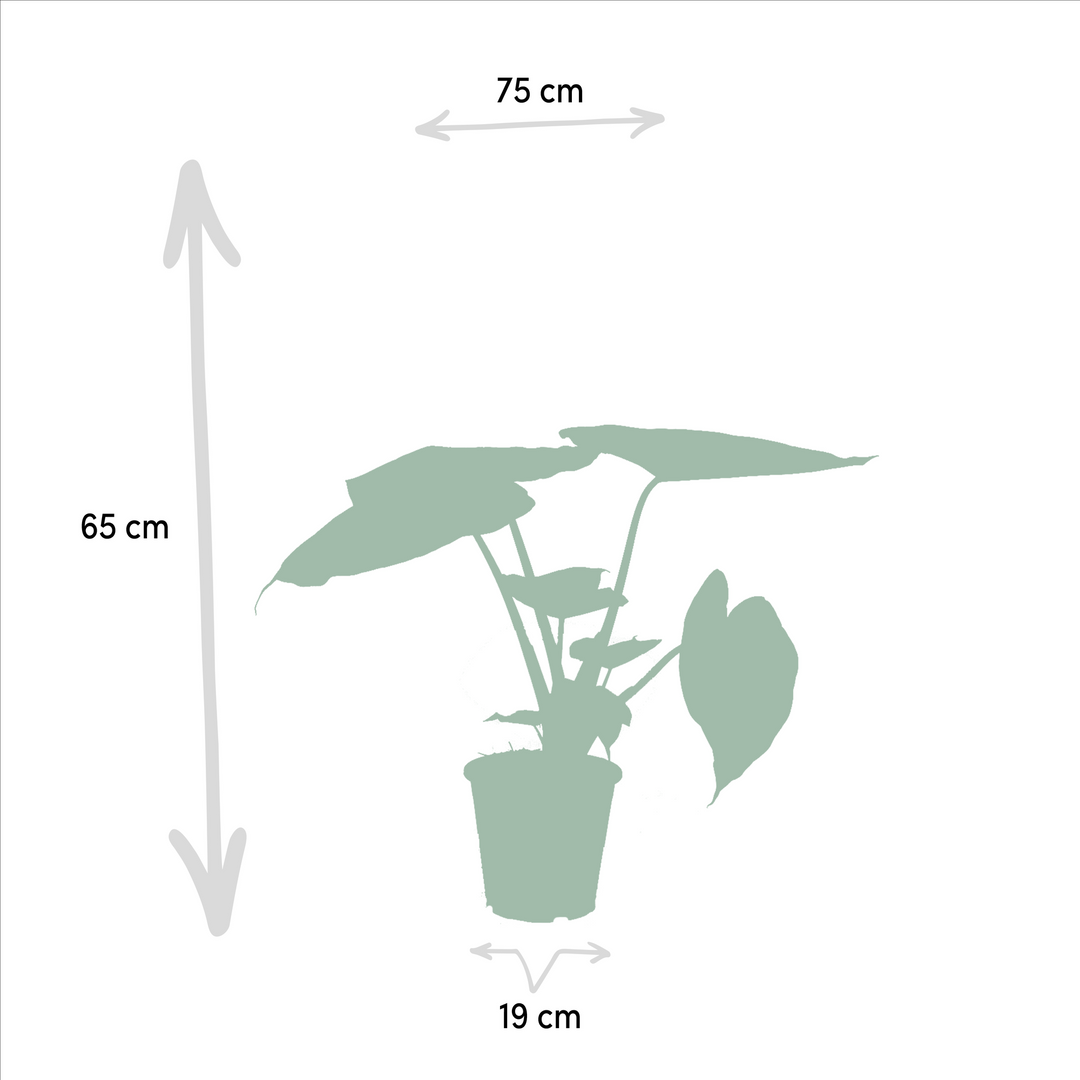 Ficus Elastica Melany - Ø21cm - ↕85cm + Alocasia Wentii - Ø19cm - ↕60cm