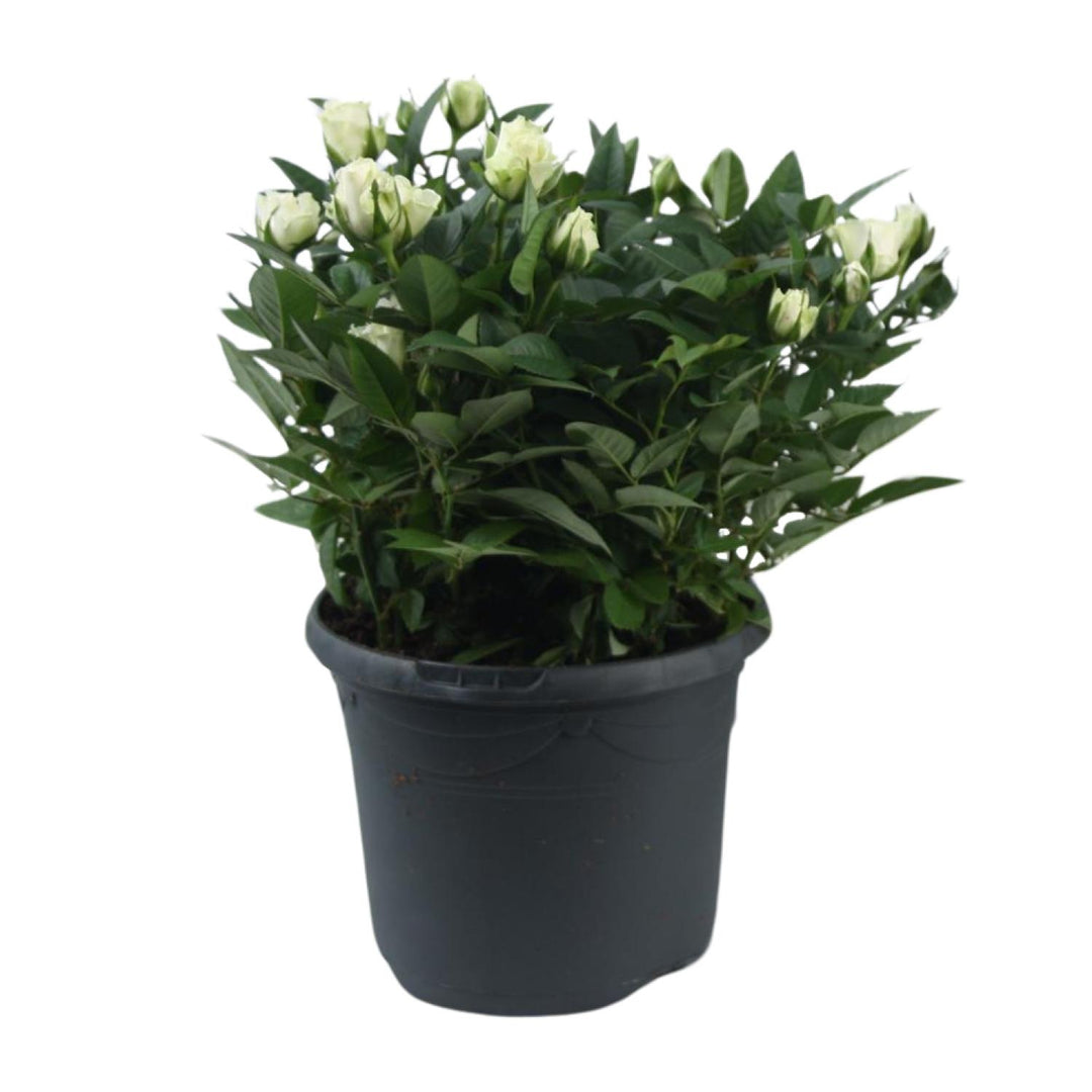 Rosa Jewel Patio White - Ø17cm - ↕30cm