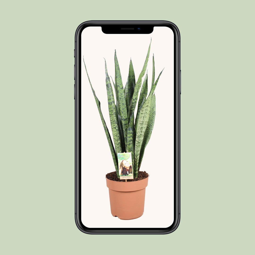Sansevieria Zeylanica - Ø21cm - ↕75cm