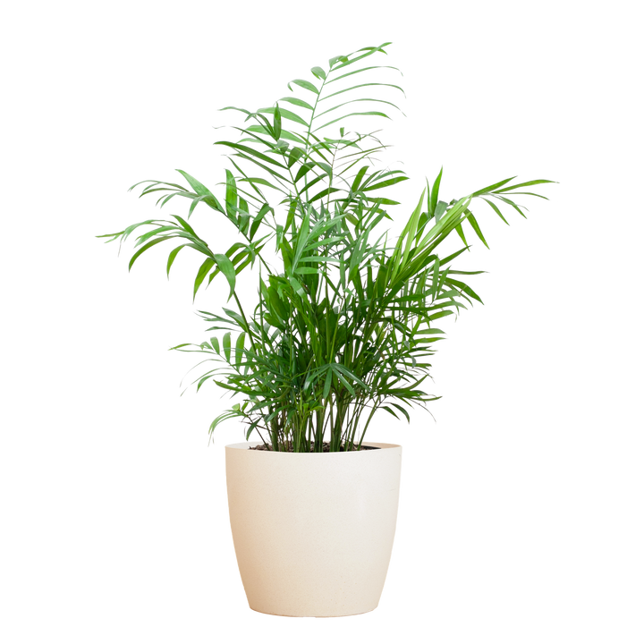 Chamadorea Elegans met Viber wit - 55cm - Ø17