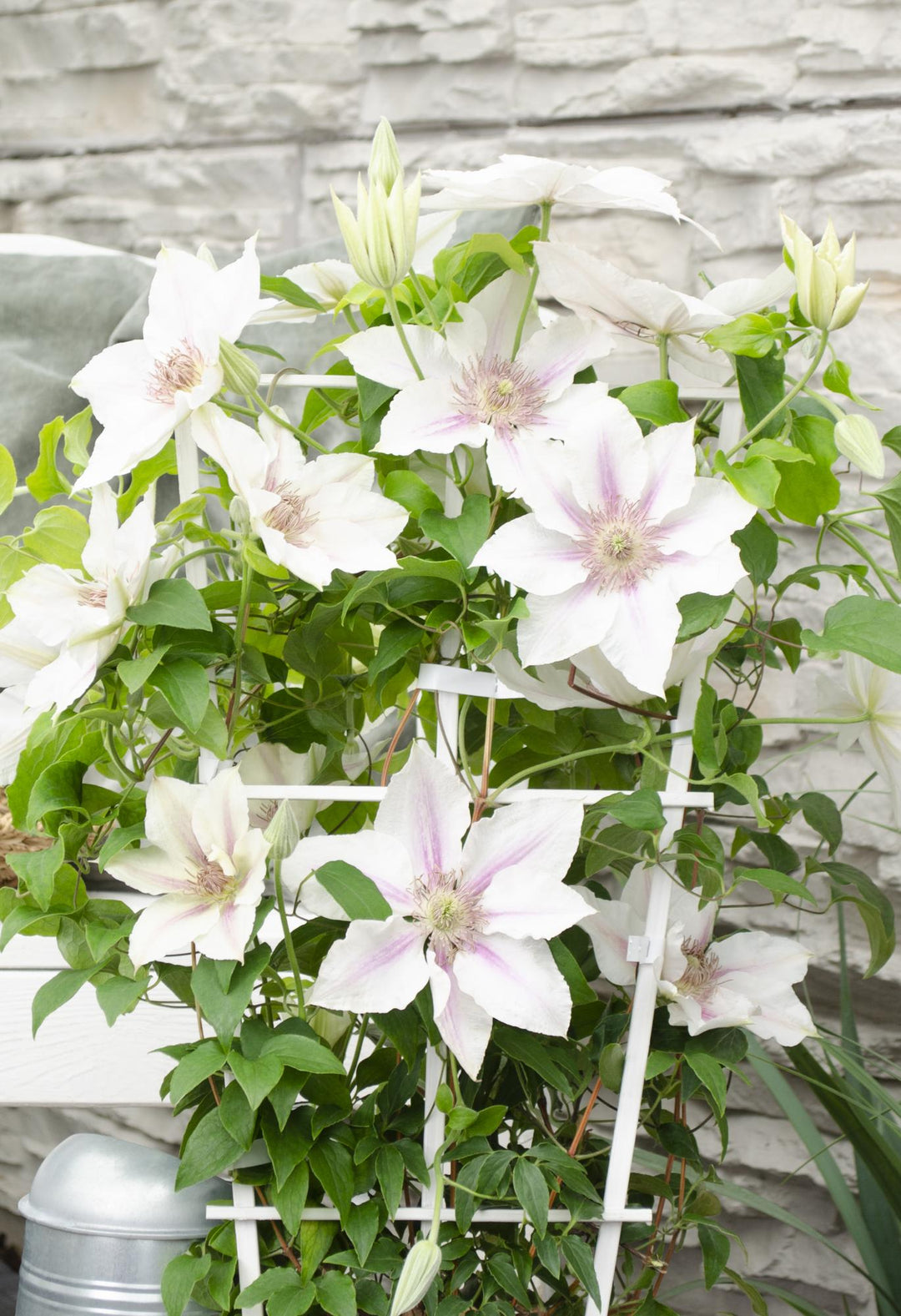 Clematis Corinne - Clematis Evison Wit - Ø15cm - ↕65cm - Ø15 - ↨65cm