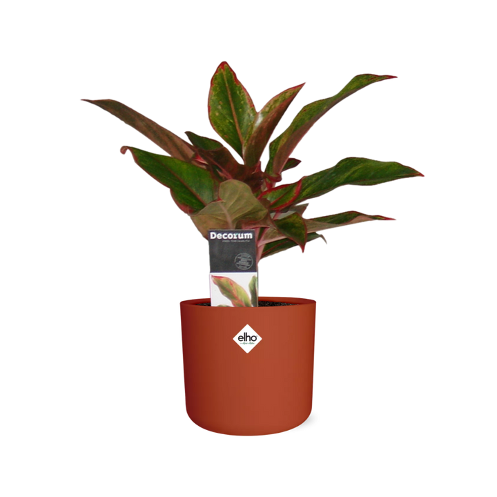 Aglaonema Crete in ELHO b.for soft rond 14cm brique