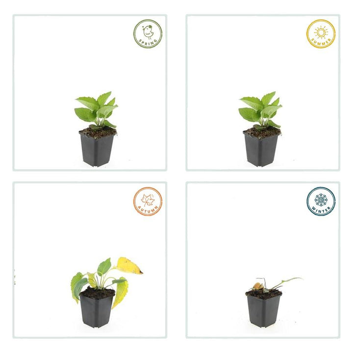 20x Rudbeckia fulgida 'Goldsturm' - ↕10-25cm - Ø9cm