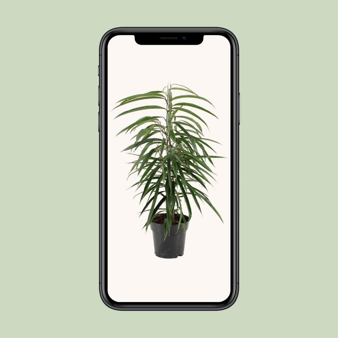 Ficus Binnendijkii Alii - Ø17cm - ↕70cm