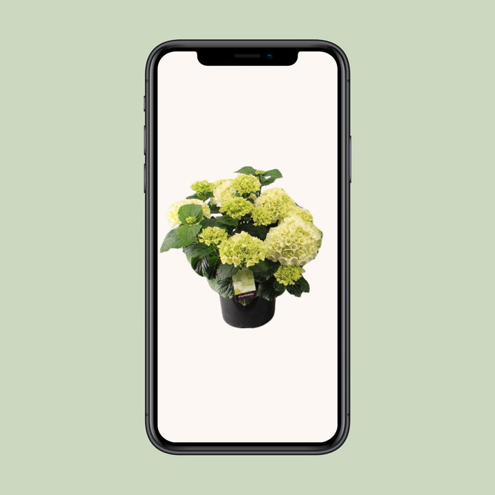 Hortensia Wit P23 - Ø23cm - ↕40cm