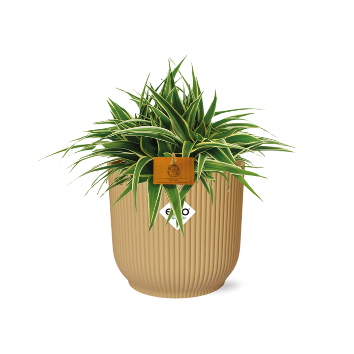 Chlorophytum Ocean 15cm in ELHO Vibes Fold 16cm round geel