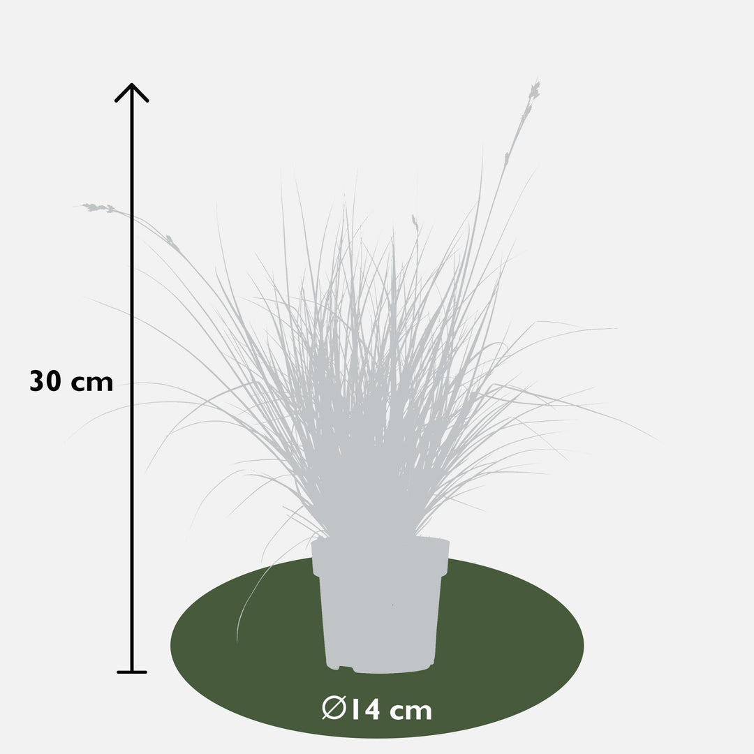 3x - Carex brunnea 'Variegata' - ↨30cm - Ø14