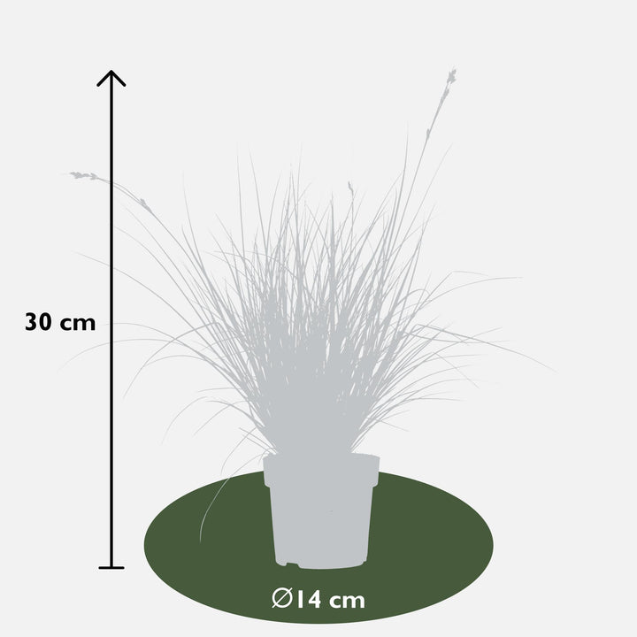 3x - Carex brunnea 'Variegata' - ↨30cm - Ø14
