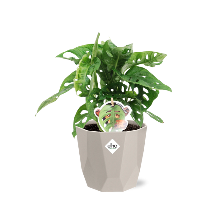 Monstera ‘Monkey Leaf’ in ELHO b.for rock 14 cm warm grey