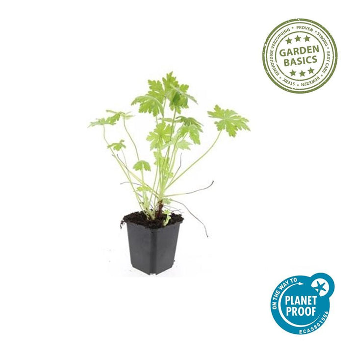 12x Geranium macrorrhizum - ↕10-25cm - Ø9cm