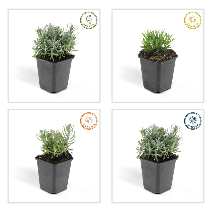 24x Lavandula 'Hidcote' - ↕10-25cm - Ø9cm