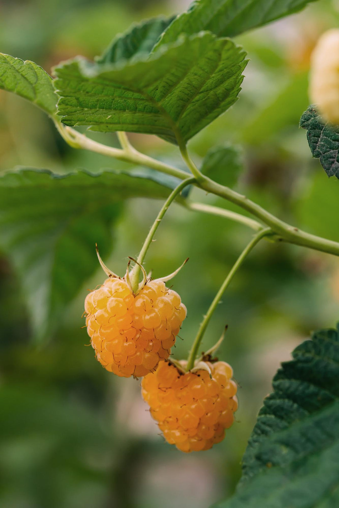 4x - Rubus 'Autumn' Mix - ↨45cm - Ø13