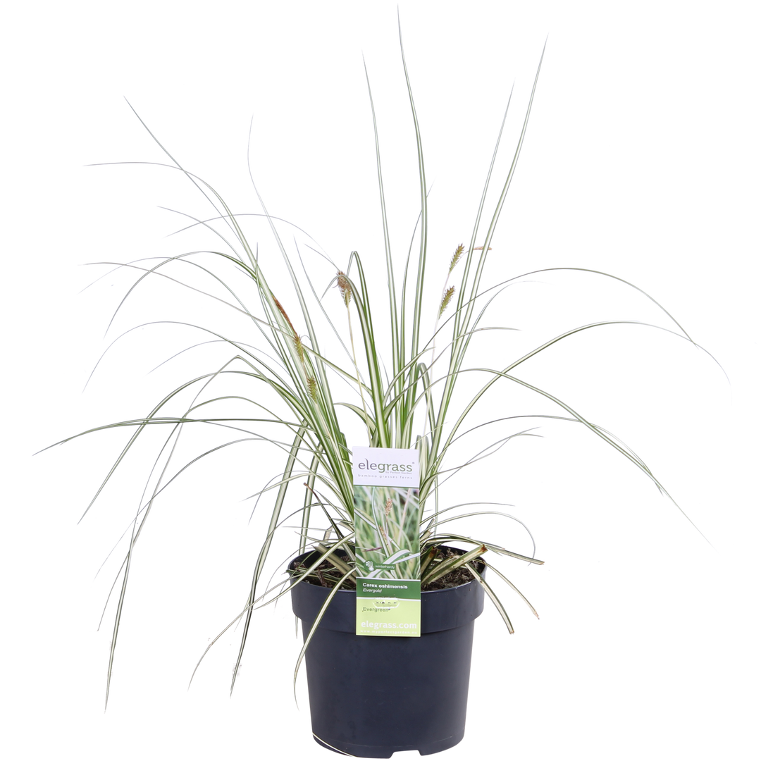 3x - Carex hachijoensis 'Evergold' - ↨30cm - Ø14