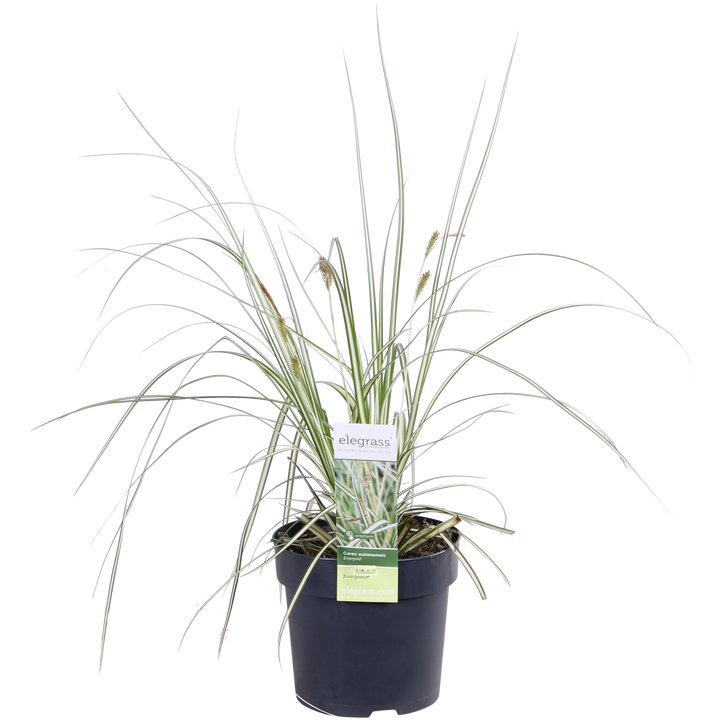 3x - Carex hachijoensis 'Evergold' - ↨30cm - Ø14